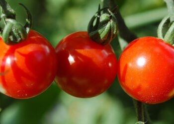 عين الدفلى / إنتاج الطماطم الصناعية يحقق قفزة نوعية / توقع بلوغ 3.3 مليون قنطار خلال الموسم الجاري