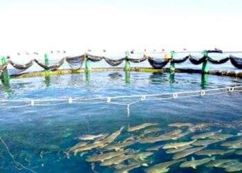 أفكار ابتكاريه لتشجيع إنشاء مؤسسات مصغّرة في تربية المائيات