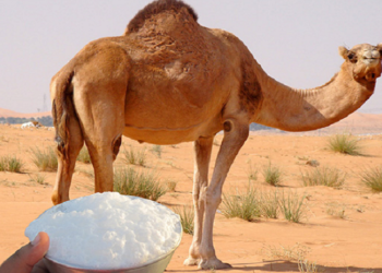 الوادي / بمشاركة 7 دول / اختيار الولاية ممثلا للجزائر في مشروع تطوير حليب الناقة