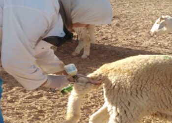 البيض / تلقيح نحو 500 ألف رأس من المواشي ضد وباء المجترات الصغيرة 