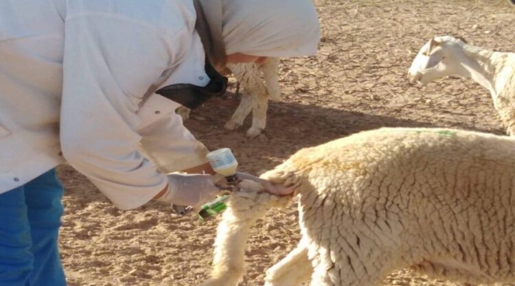 البيض / تلقيح نحو 500 ألف رأس من المواشي ضد وباء المجترات الصغيرة 