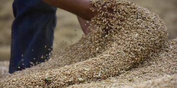 منظمة الفاو تتوقع تراجعا للإنتاج العالمي للحبوب